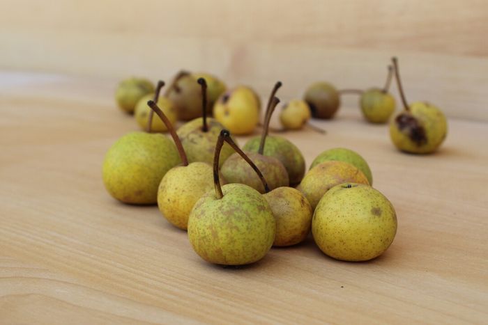 Wild pear (Divjak)
